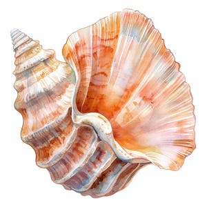 16 Clipart coquillage, coquillages, clipart aquarelle imprimable, créations en papier, journaux indésirables, fichiers JPG de haute qualité, téléchargement numérique