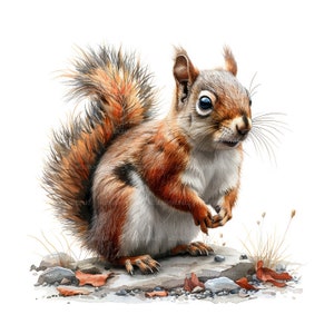 May include: A red squirrel with a bushy tail sits on a rock with brown and grey stones and dried grass. The squirrel has a white belly and brown and black stripes on its back.