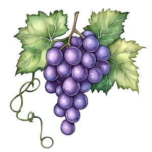 21 Bunch of Grapes Clipart, Grapes Clipart, Printable Watercolor Clipart, Paper Craft, Junk Journals, High Quality JPGs, Digital Download