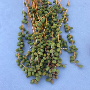 Canary Date palm seeds, FREE SHIPPING