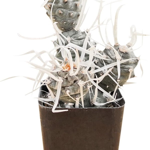 Selling FAST… Almost gone! 2 left.  Paper Spine Cactus, Tephrocactus articulatus VAR. papyracanthus Live plant, rooted