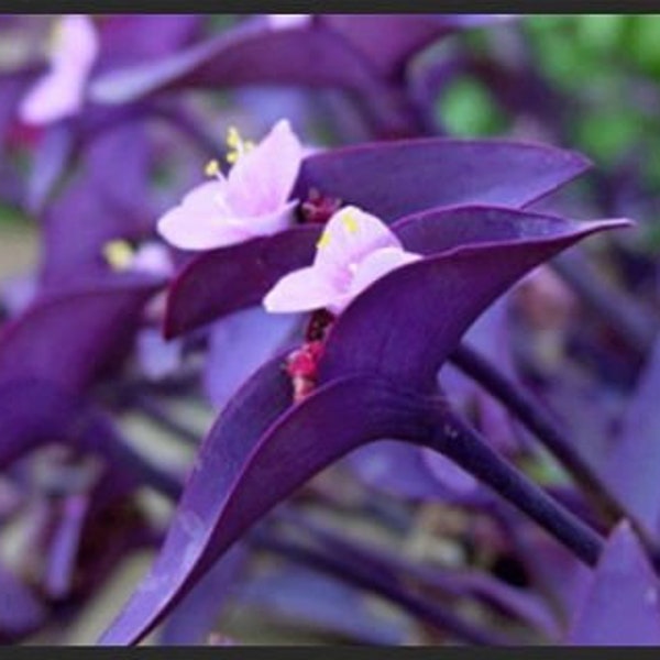 Selling FAST… Almost gone! Purchase before it too late.  Purple Heart Wandering Jew - Tradescantia Pallida Purpurea Plant, 10 cuttings