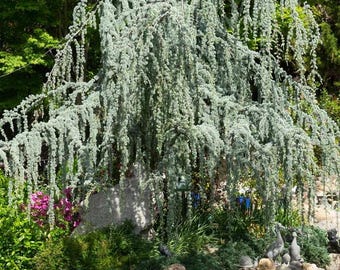 Weeping Blue Atlas Cedar Live Tree 12" Tall fully rooted