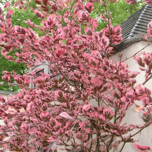 May include: A vibrant tree with pink and burgundy leaves. The leaves have a speckled pattern, creating a unique visual texture. The tree's branches are visible against a backdrop of green foliage and a white wall.
