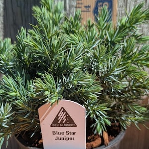 May include: A Blue Star Juniper plant in a black plastic pot with a white plant tag labeled Iseli Nursery Blue Star Juniper. A wooden ruler is visible behind the plant, showing a measurement mark at 14 inches near the top of the foliage.
