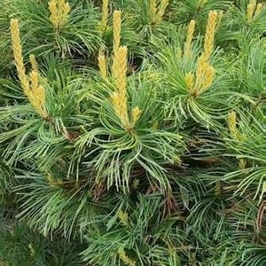 May include: A dense evergreen pine tree featuring long, slender, dark green needles arranged in clusters. Numerous upright, light yellow, candle-like new growth shoots extend from the tips of the branches throughout the foliage.
