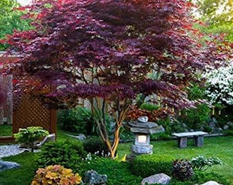 Emperor 1 laceleaf Japanese maple Acer Palmatum 'Emperor 1' ***LIVE***