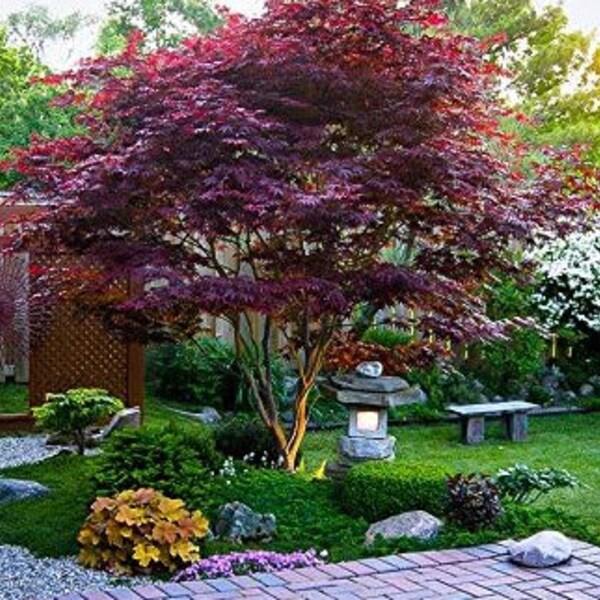 Emperor 1 laceleaf Japanese maple Acer Palmatum 'Emperor 1' ***LIVE***