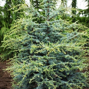 May include: A coniferous tree with dense, needle-like foliage in shades of blue-green and bright lime-green at the tips. The branches extend outward from a central trunk, creating a layered, conical shape with a textured, multi-toned appearance.