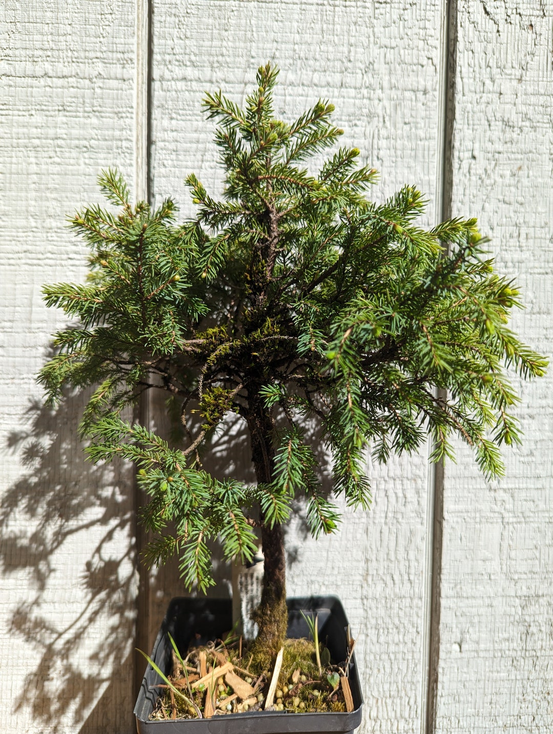 Fortune Brazil Wood Bonsai Brazilian Lucky Wood Plant - Fortune