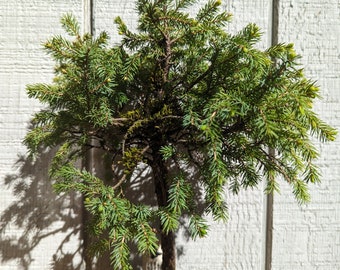 Black Spruce Bonsai Picea Mariana