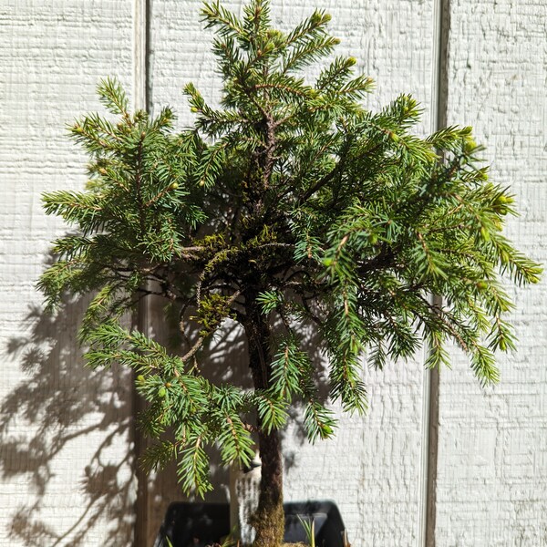 Black Spruce Bonsai Picea Mariana