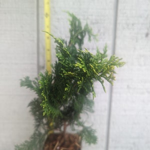 Gold Hinoki Cypress Live Chamaecyparis obtusa 'Aurea' image 6