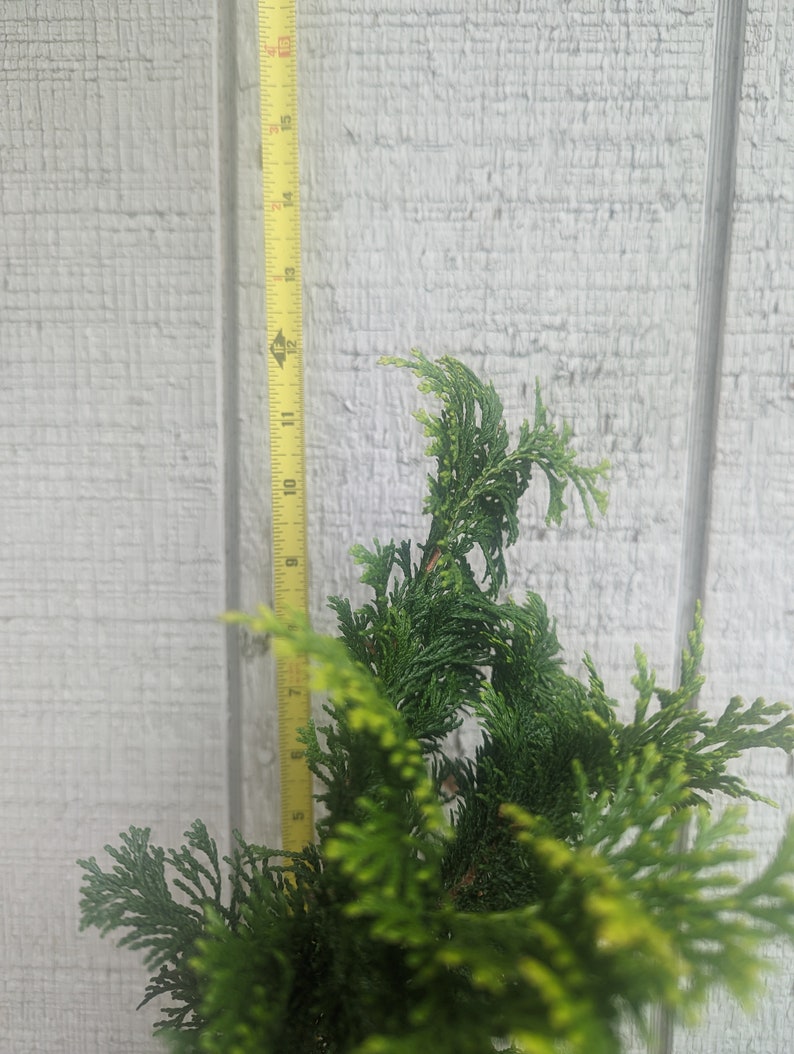 Gold Hinoki Cypress Live Chamaecyparis obtusa 'Aurea' image 7