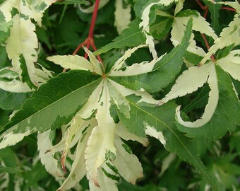 Acer Palmatum Japanese maple Orido nishiki 18-24" Live
