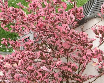 Tri-Color European Beech Fagus sylvatica 'Roseomarginata' 16-22" Live