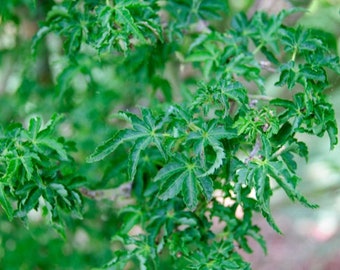 Acer palmatum Shishigashira 'Lions head' Japanese maple ***LIVE***