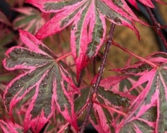 Acer palmatum 'Shirazz' Japanese maple ***LIVE***