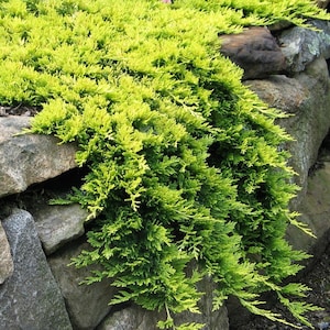 May include: A low-growing, spreading evergreen juniper shrub with vibrant chartreuse and lime green needle-like foliage. The plant features dense, feathery branches that cascade over the edges of large, rough-textured, gray and brown natural stone rocks.