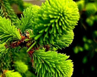 Weeping Norway Picea abies 'Gold Drift' 18-24" | Live Tree