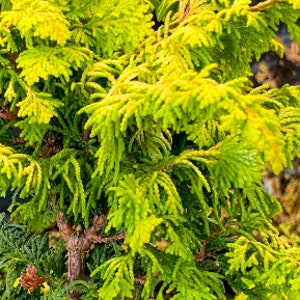 Gold Hinoki Cypress Live Chamaecyparis obtusa 'Aurea' image 2