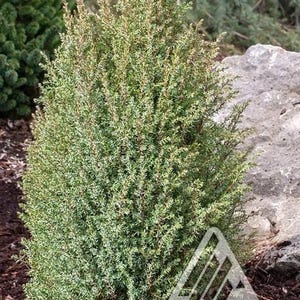 May include: A conical evergreen shrub with dense, needle-like foliage in shades of green and silver-blue. The plant features a pointed top and a textured, upright growth habit. A triangular logo with the text ISELI NURSERY is visible.