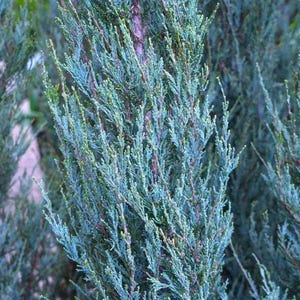 Skyrocket Juniper Tree | Live Evergreen Plant | 18-24" Tall
