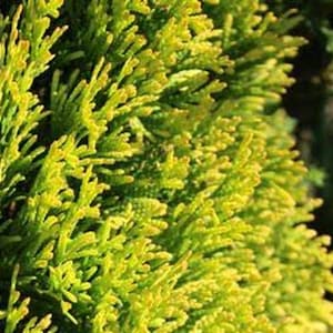 May include: A dense cluster of evergreen foliage featuring vibrant yellow-green needle-like leaves. The plant displays a textured, branching structure with bright chartreuse tips that transition into deeper green tones toward the shadowed interior.