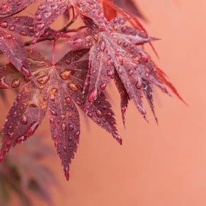 May include: Deep burgundy Japanese maple leaves with serrated edges and pointed lobes. The foliage is covered in clear water droplets, highlighting the texture of the veins and the rich, dark red color of the plant against a soft peach background.