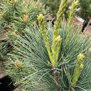 May include: A pine tree branch featuring long, slender, dark green needles and several upright, light green, textured new growth shoots. The needles are arranged in clusters, and the new growth displays a vibrant, fresh, and bright green color.