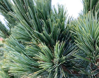 Pinus flexilis Vanderwolf Pine 12" Live