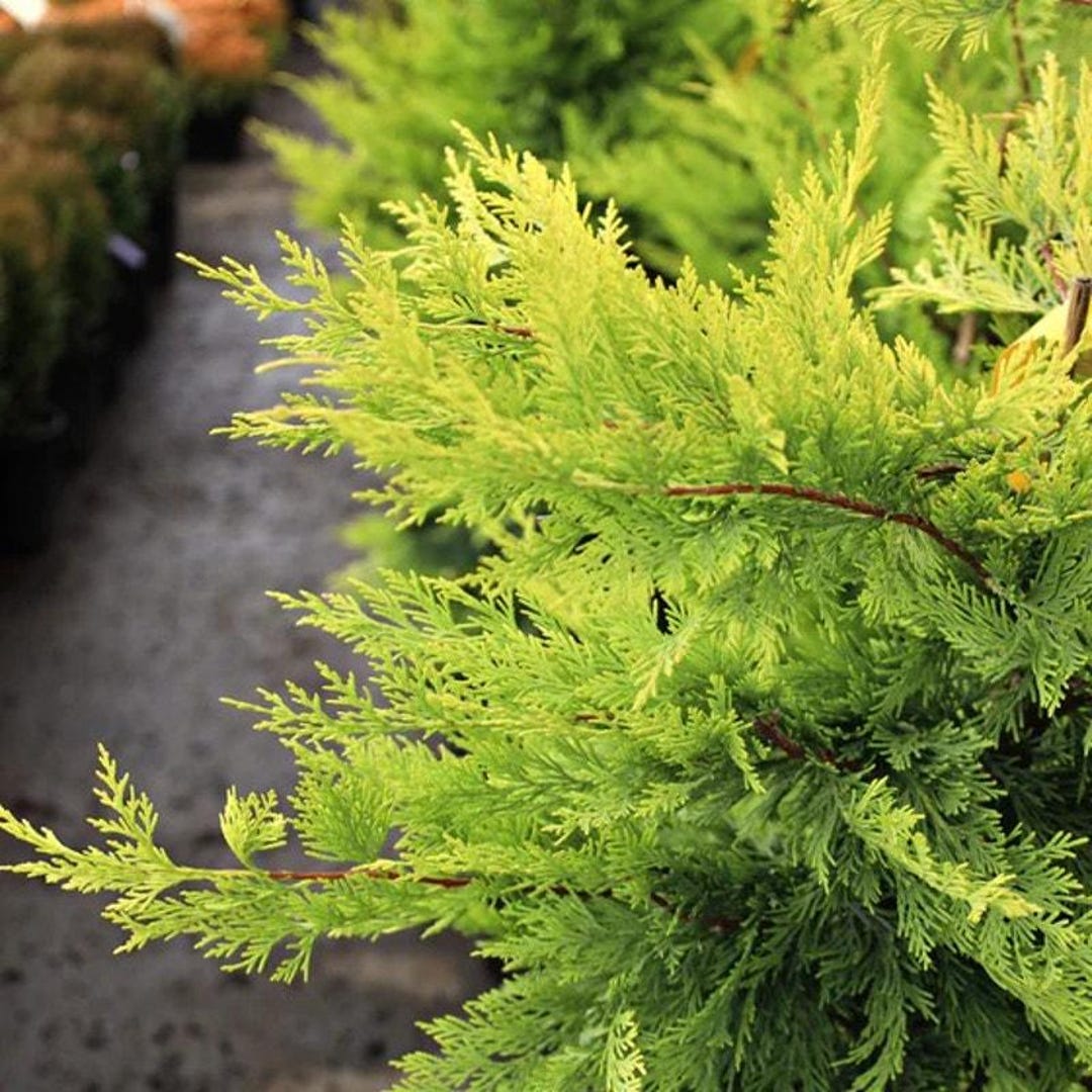 Gold Rider Leyland Cypress Tree | Live Evergreen Starter Plant | 16 ...