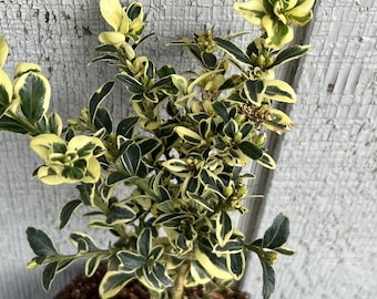 Variegated Boxwood ***Live*** (Buxus Sempervirens)