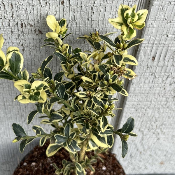 Variegated Boxwood ***Live*** (Buxus Sempervirens)