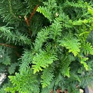 May include: A dense evergreen shrub featuring intricate, scale-like foliage in vibrant shades of emerald and lime green. The plant displays a complex, branching structure with thin, woody stems visible beneath the layered, feathery needle clusters.