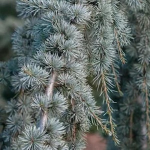 May include: A weeping blue atlas cedar branch featuring dense clusters of silvery-blue, needle-like foliage arranged in rosettes along the stems. The branches arch downward, showcasing the distinct texture and cool-toned color of the evergreen.