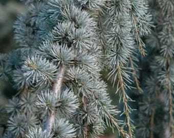 Weeping blue Atlas Cedar Atlantica Gauca 'Pendula' 18-24" | Live Tree