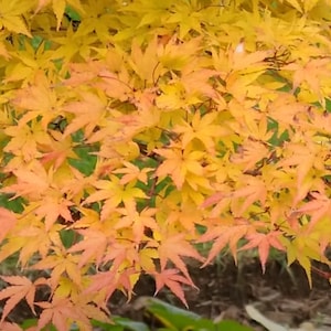 May include: Close-up of a Japanese maple tree with vibrant yellow and orange leaves. The leaves are delicate and intricate, creating a beautiful autumnal display.