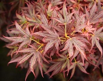 Acer palmatum Japanese maple Aratama 14-20"    Live
