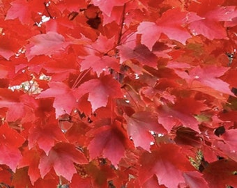 Red Maple Bonsai Seeds