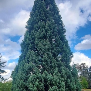 May include: A tall, conical evergreen tree with dense, blue-green needle-like foliage. The tree features a symmetrical, pointed top and a wide, full base, standing against a bright blue sky filled with scattered white clouds in an open field.