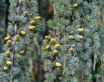 Weeping blue Atlas (Cedrus Atlantica glauca 'pendula') ***LIVE***