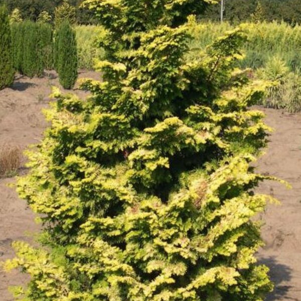 Gold Hinoki Cypress  ***Live*** (Chamaecyparis obtusa 'Aurea')