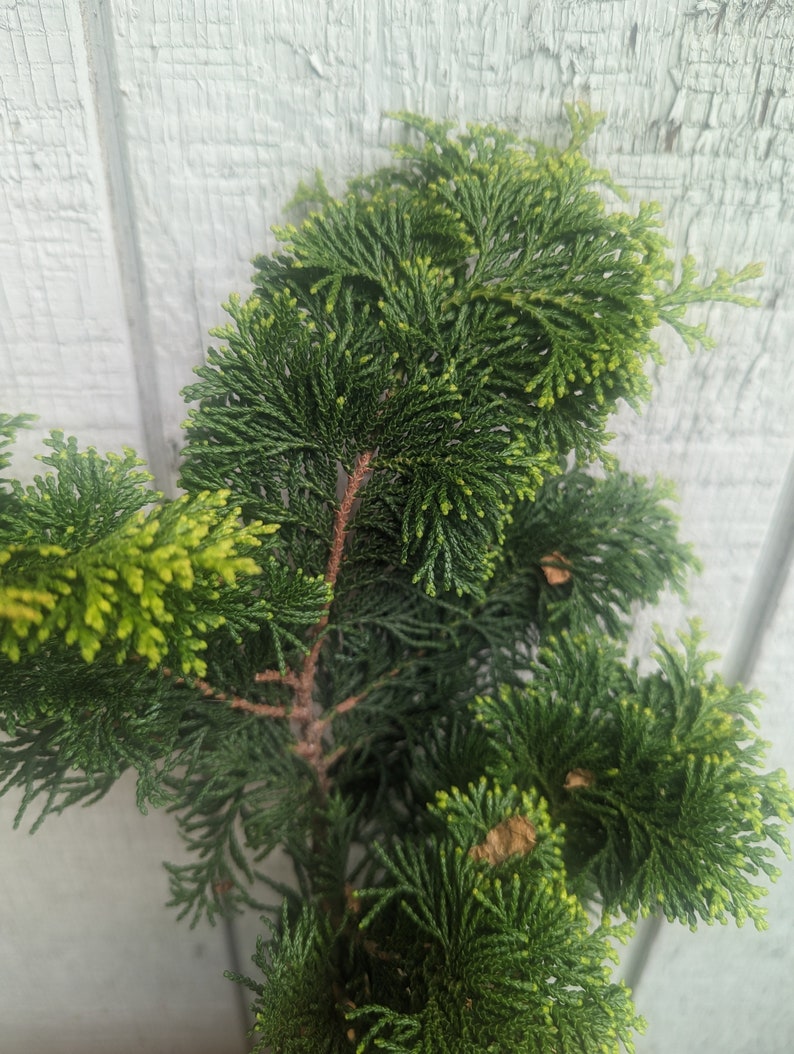 Gold Hinoki Cypress Live Chamaecyparis obtusa 'Aurea' image 3