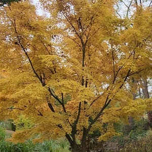 Coral Bark Japanese maple Acer Palmatum 'Sangu-kaku' ***LIVE***