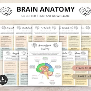 Può includere: Tabella di anatomia del cervello stampabile con 11 pagine, con un'illustrazione colorata del cervello umano e informazioni dettagliate su ogni lobo, comprese le sue funzioni, disfunzioni e cosa lo influenza. La tabella è etichettata "Anatomia del cervello umano" e include il testo "Pronto all'uso" e "11 pagine all'interno".