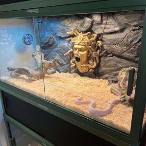 May include: A multi-level reptile enclosure with a green frame and glass doors. The interior features a light-colored substrate, decorative rockwork, and a golden Medusa head sculpture. A pale pink snake is visible inside.