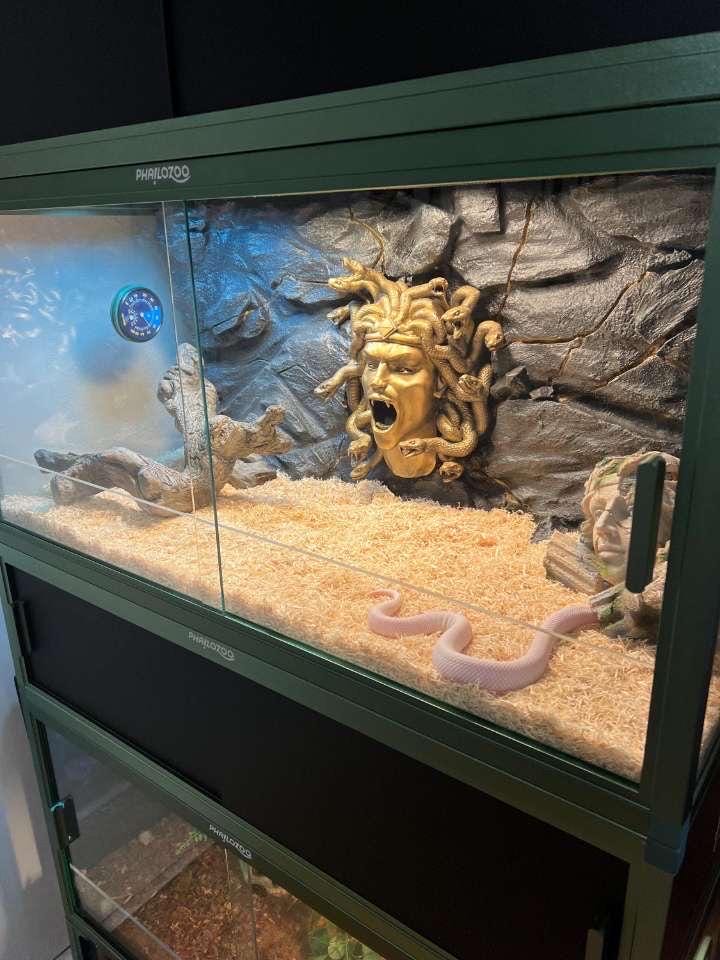 Serpiente Viper Calcomanía Veneno Cobra Camión Coche Parachoques