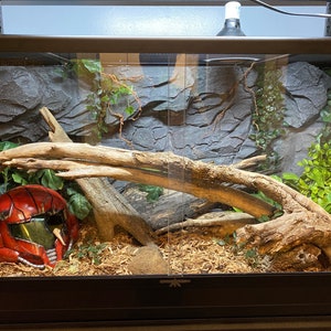 Rock Terrarium background