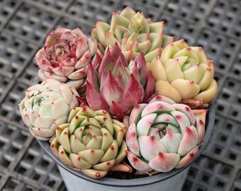 Combinación colorida de Echeveria, suculentas raras